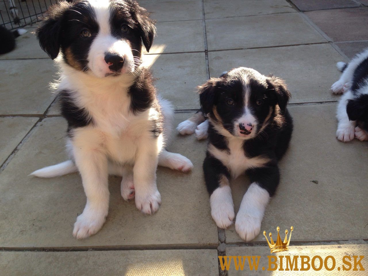 Šteniatka Border Collie
