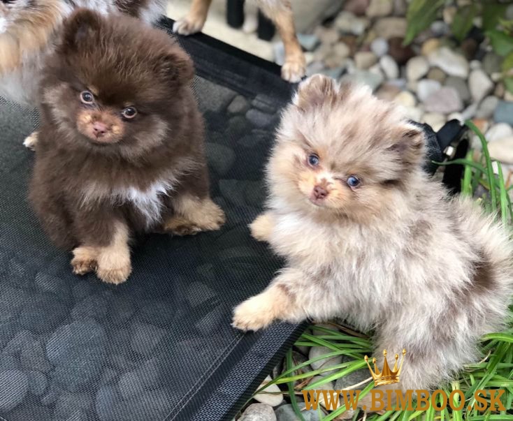 Šteniatka pomeranian x 1 krásne