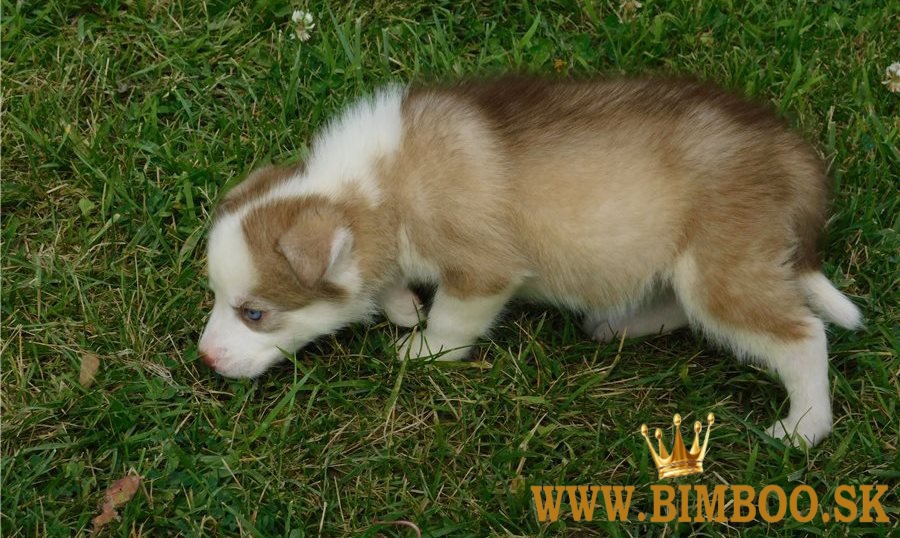 Rozkošné šteniatka sibírskeho huskyho.whatsapp nás:+447490124950