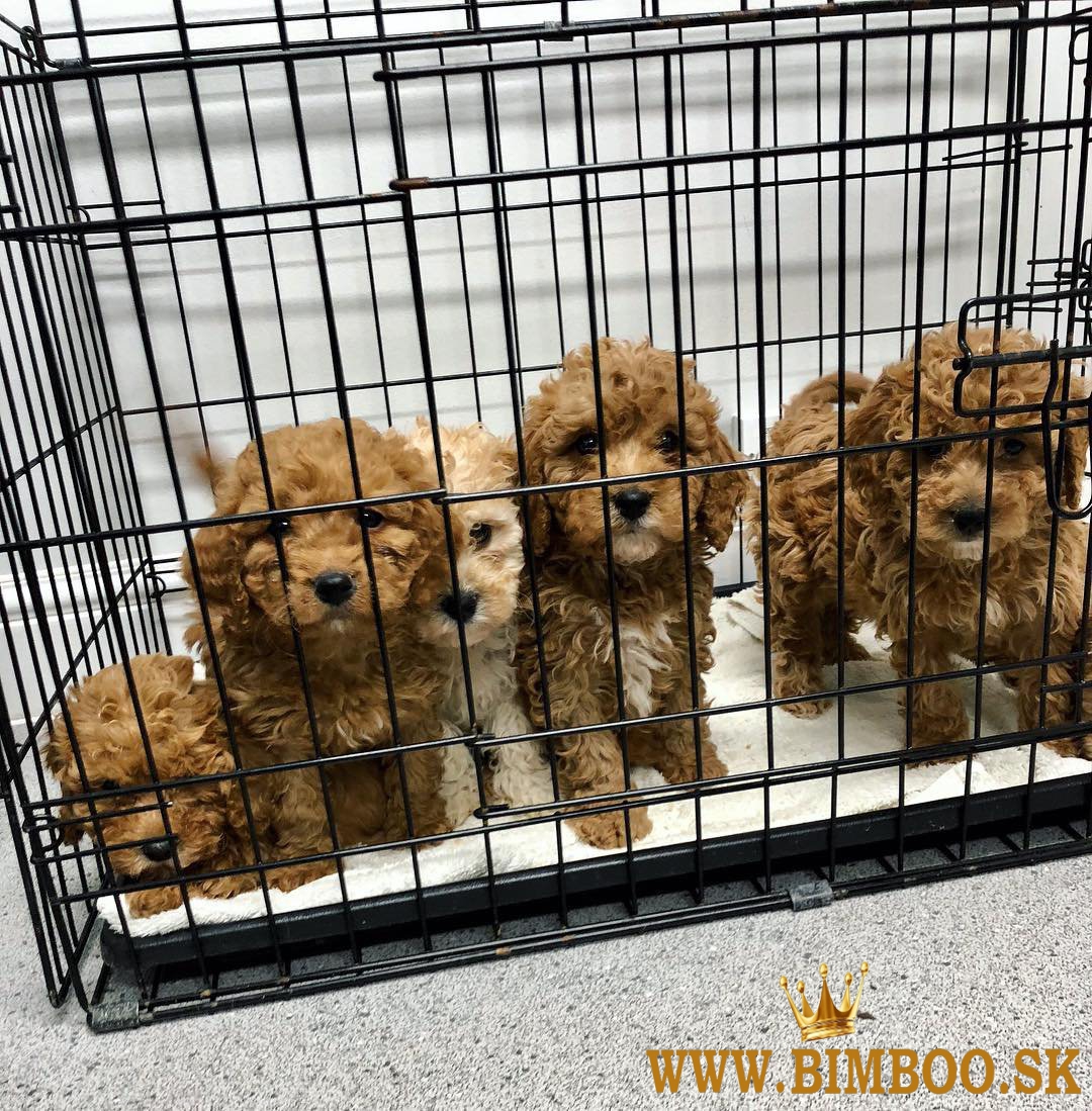 Krásne šteniatka cavapoochon pripravené na adopciu..