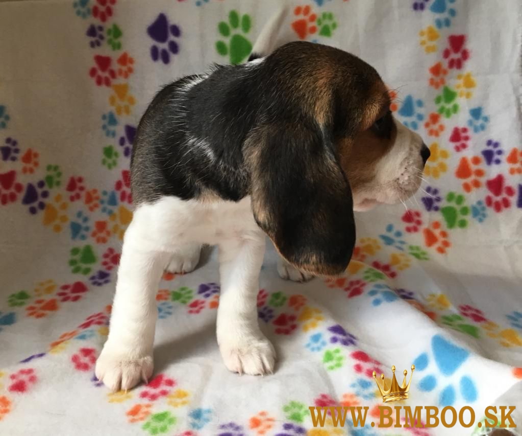 Krásne šteniatka bígla pripravené na adopciu..