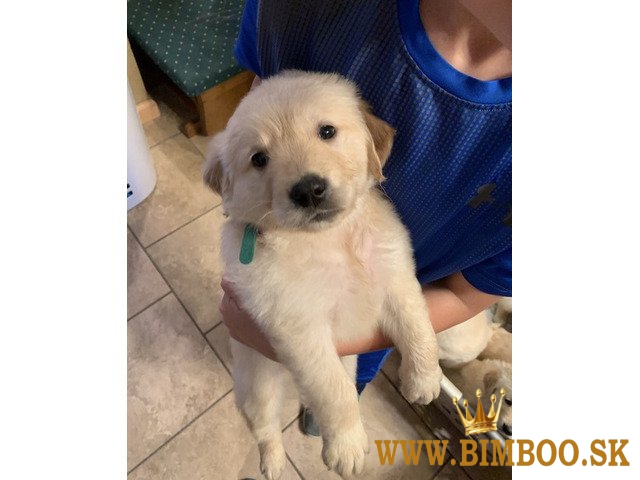 Šteniatka labradora registrované v Kennel Clube