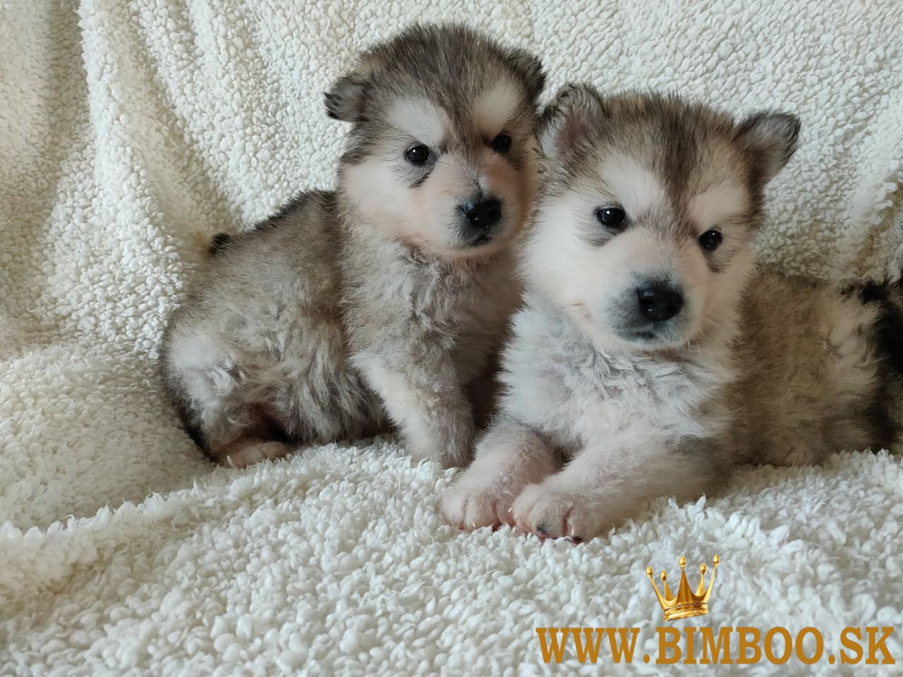 Šteniatka aljašského malamuta