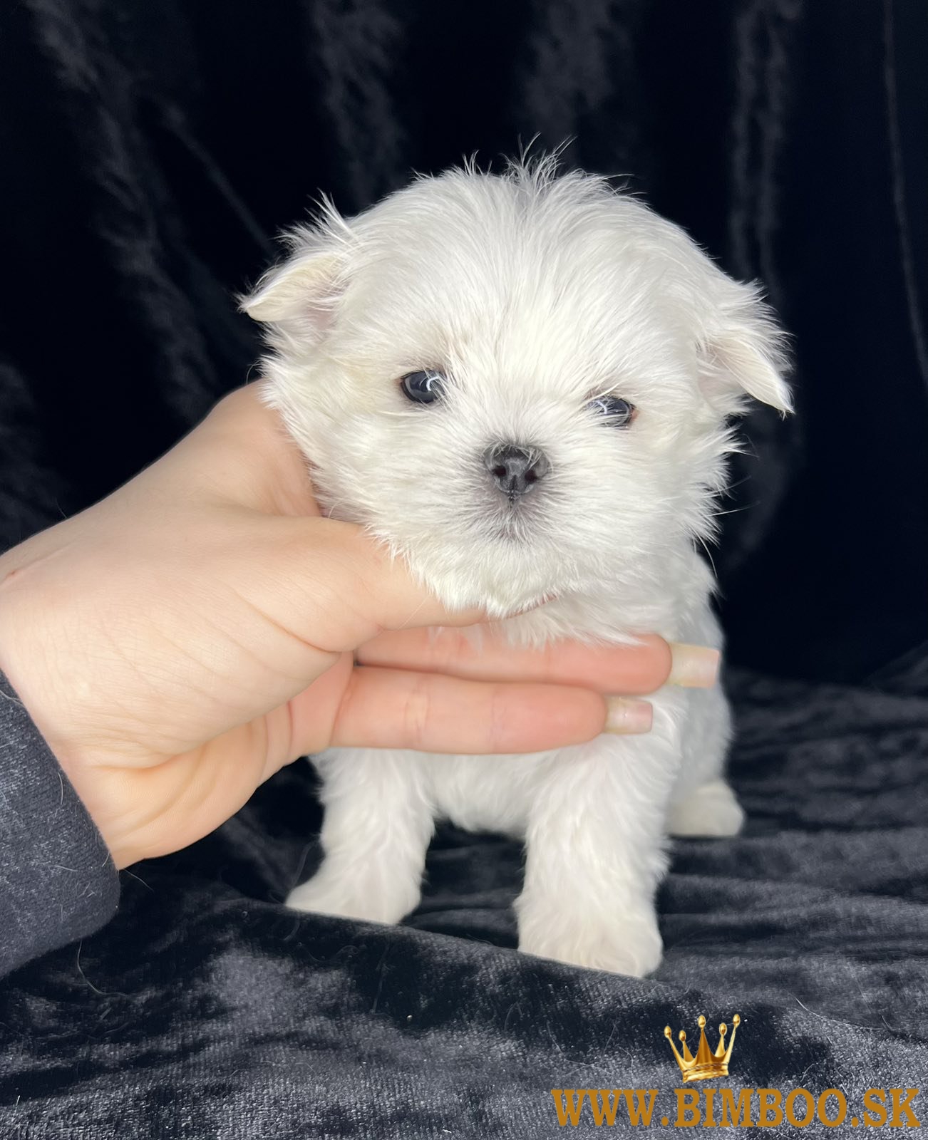 maltezakov steniatka 