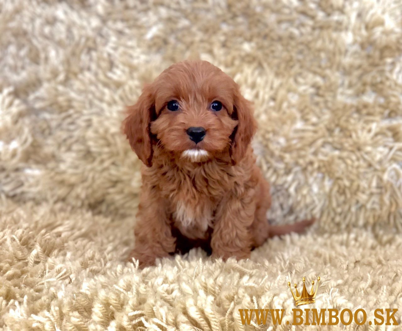 Nádherné šteniatka Cavapoo