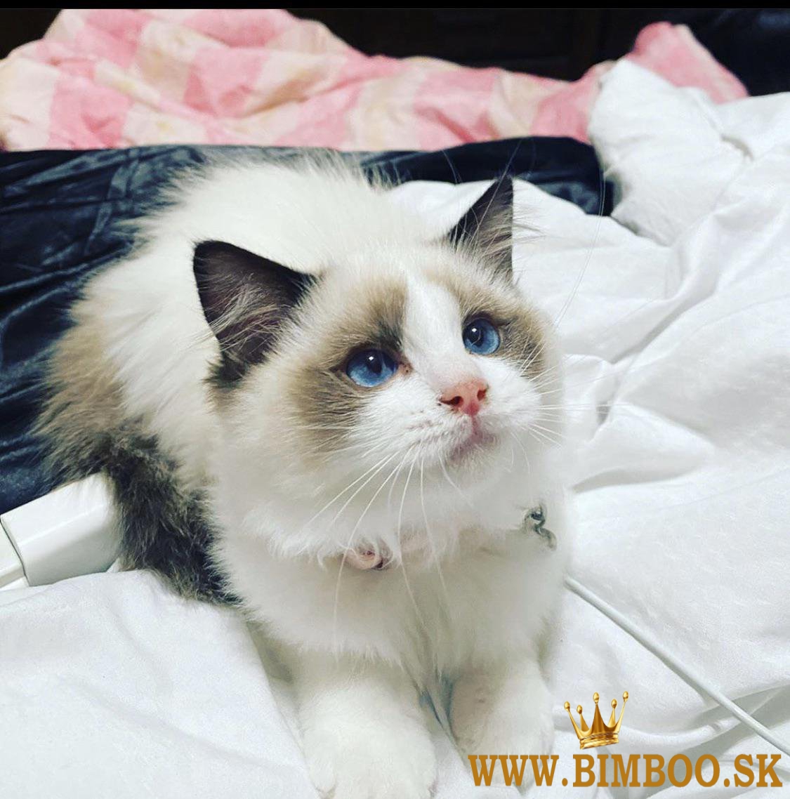 Teraz pripravený krásny bod vzplanutia Ragdoll Ka