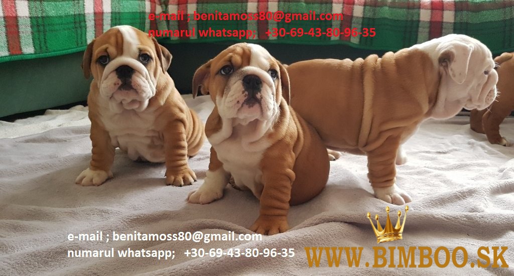 Anglický buldog s PP 