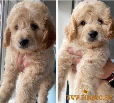 Two boys & two girls LEFT HOMEBRED MINIATUREGoldendoodles F1B +1 (559) 745-5646