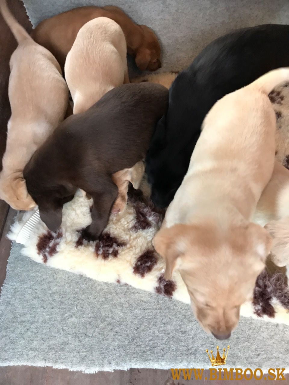 Šteniatka labradorského retrievera