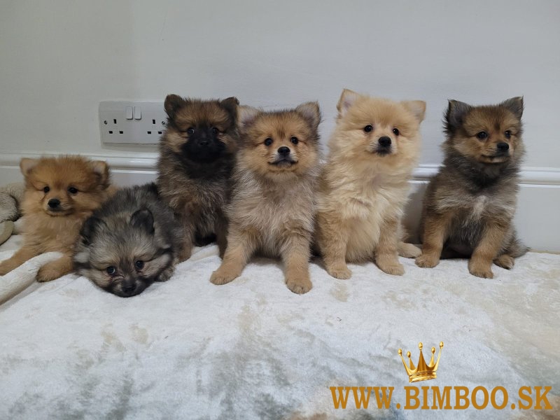 Šteniatka pomeranian x 1 krásne