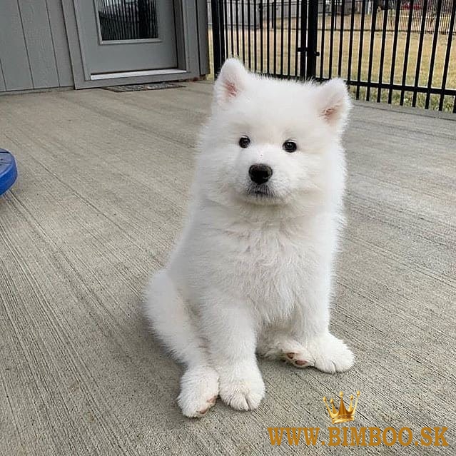 Samojed šteniatka