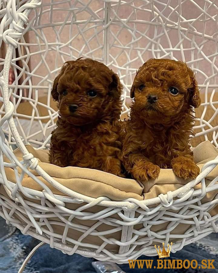 Pudel toy/trpaslici s pp 