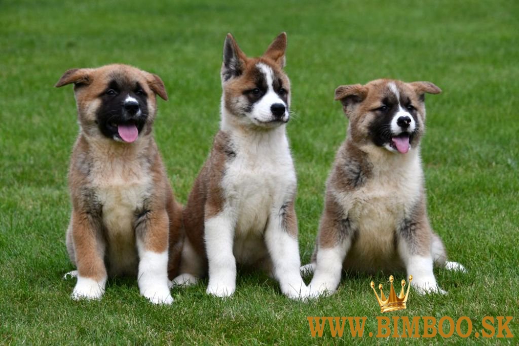 Šteniatka Akita inu