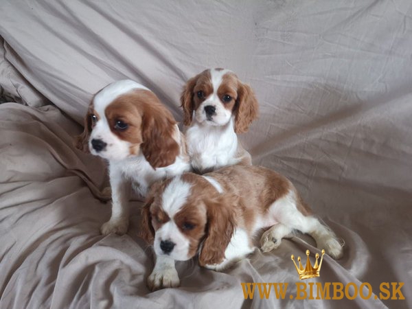 K dispozícii sú dve šteniatka Cavalier King Charles