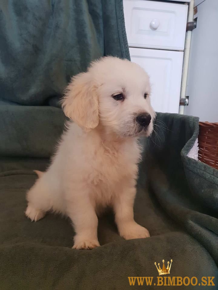 Šteniatka zlatého retrievera  WhatsApp +386 69897613