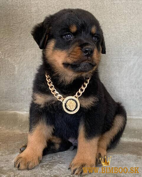 Šteniatka rotvajlera hľadajú dobrý domov