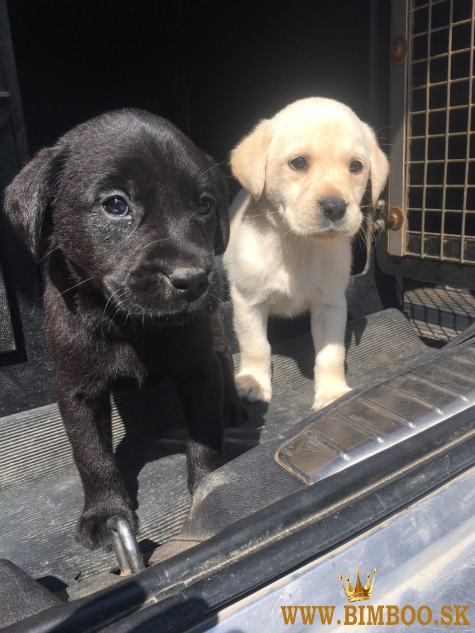 Šteniatka labradorského retrievera