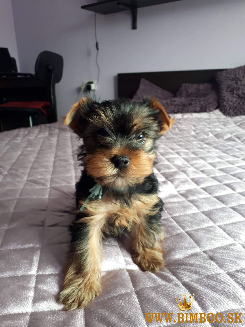 Krásne šteniatka Yorkie