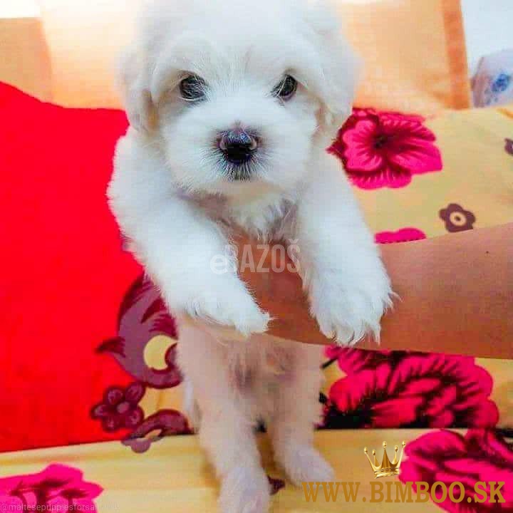 Maltézske šteniatka  whatsapp +386 69897613