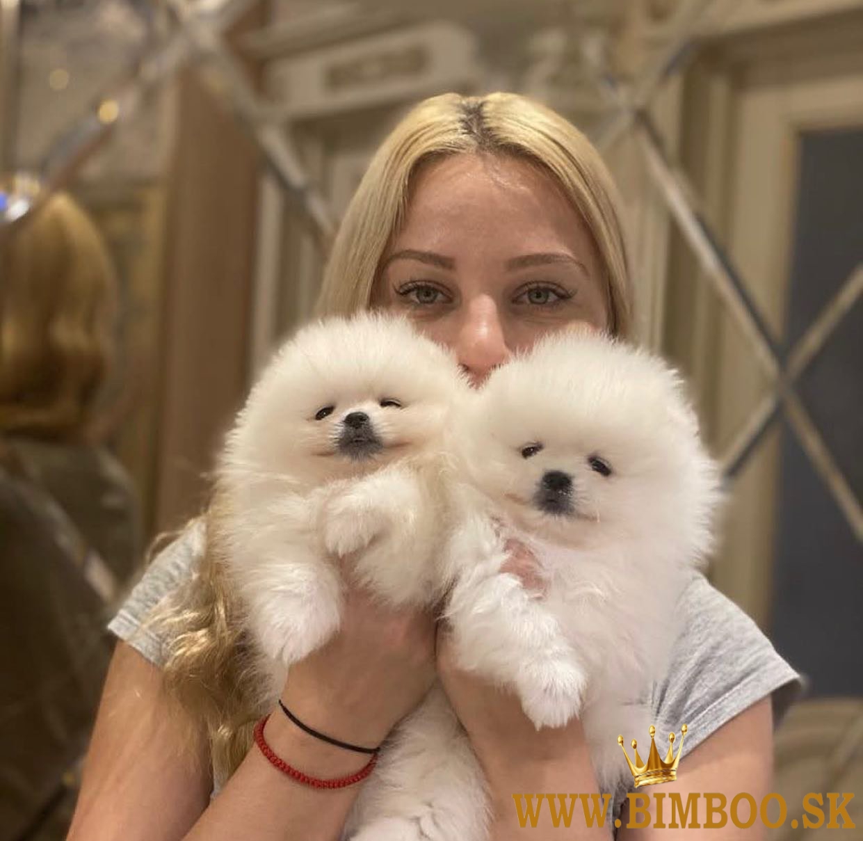 Krásne šteniatka pomeranianov do dobrých domovov.