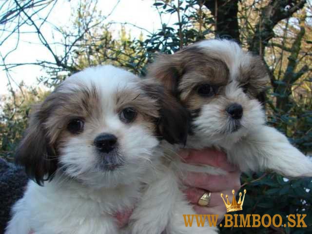 Krásne šteniatka Shih Tzu