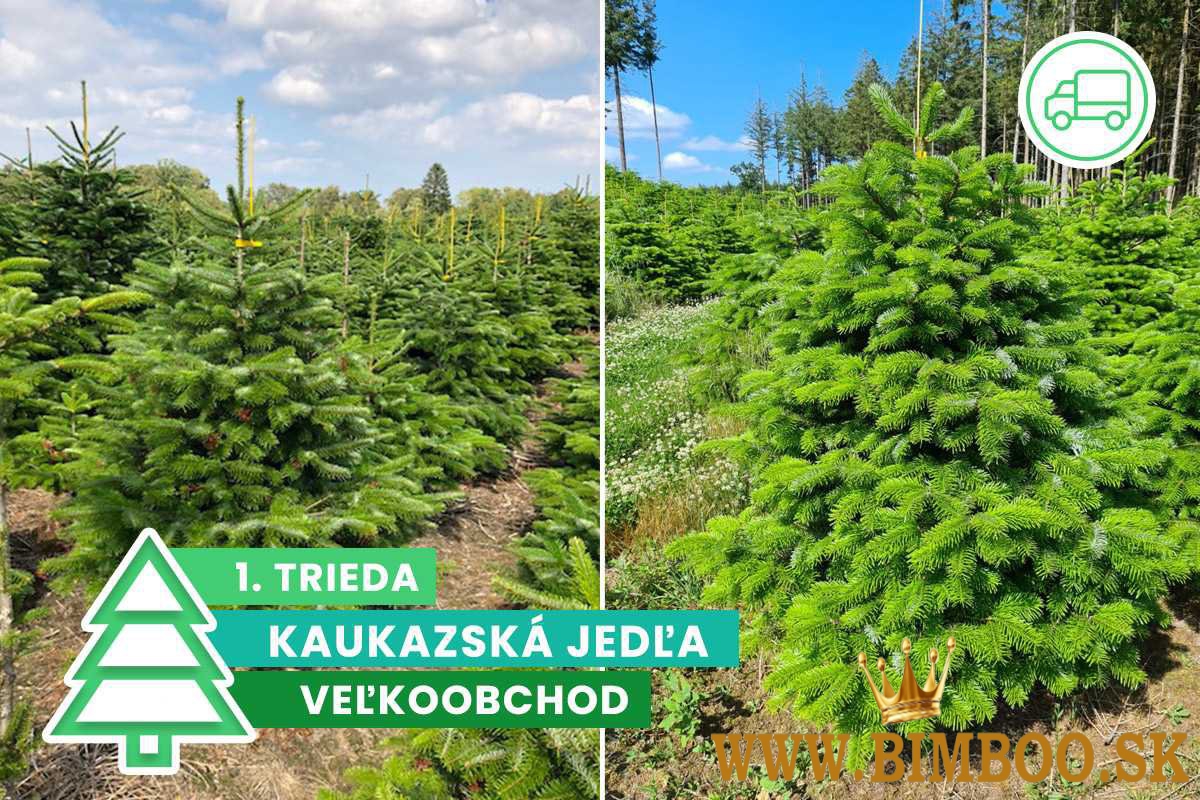 Kaukazská jedľa 1. trieda veľkoobchod