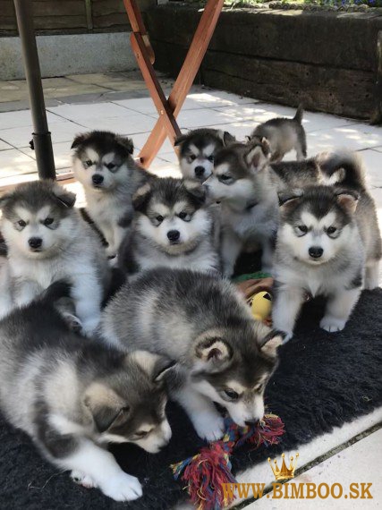 šteniatok Syberian Husky  whatsapp +386 69897613