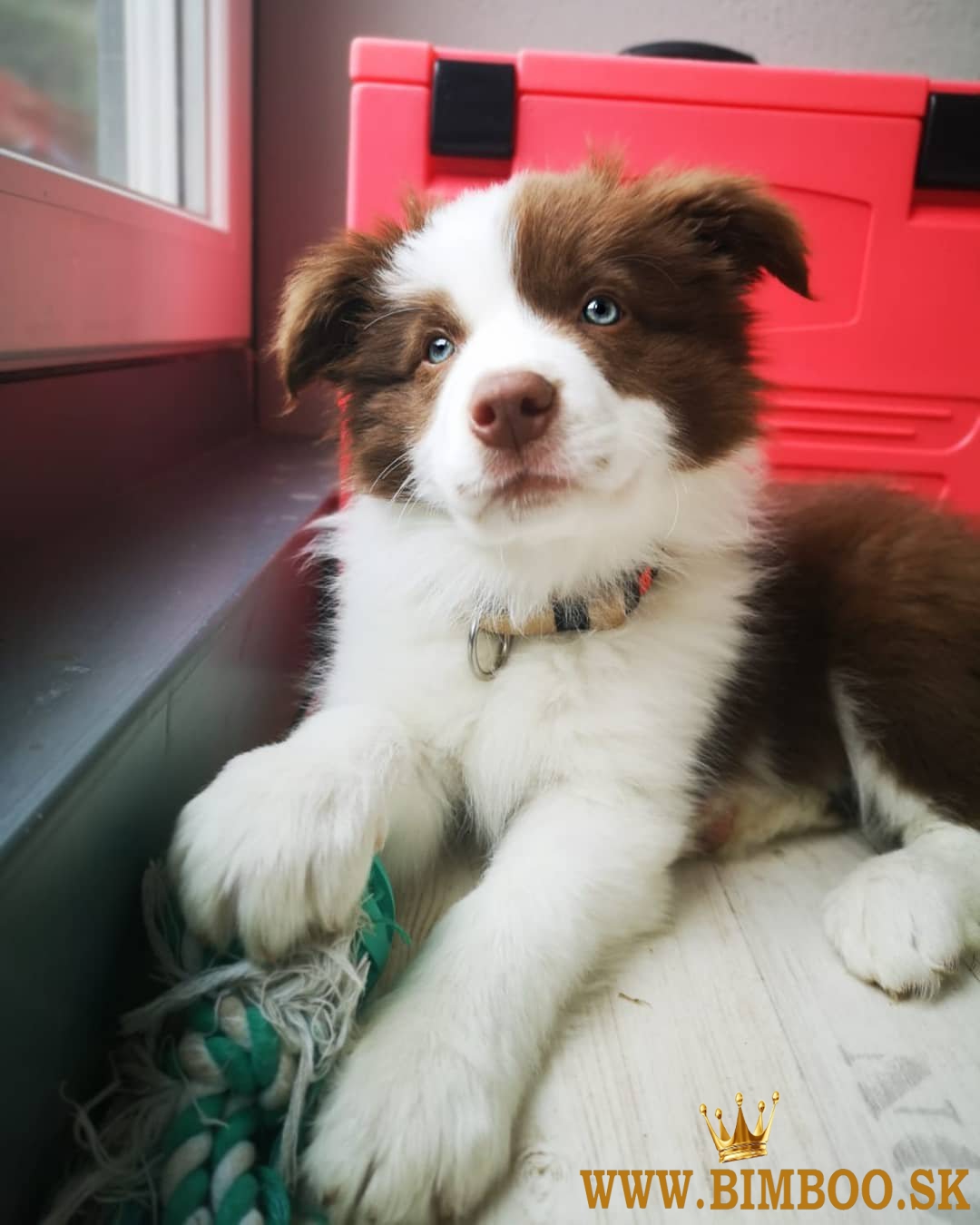 Šteniatka Border Collie