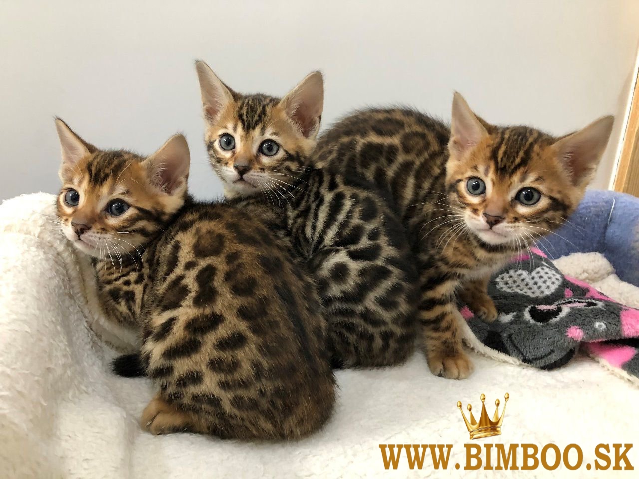 Predám krásne bengálske mačiatka