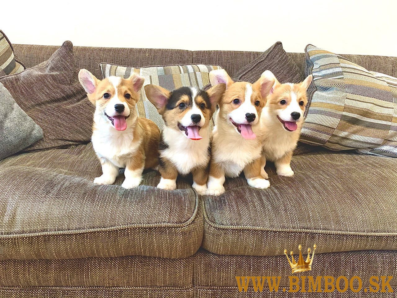 Pembroke Welsh Corgi Šteniatka Pembroke