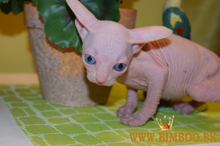 Zdravé mačiatka plemena Sphynx, samce a samice, hľadajú nové domovy. WhatsApp nás: +447490124950