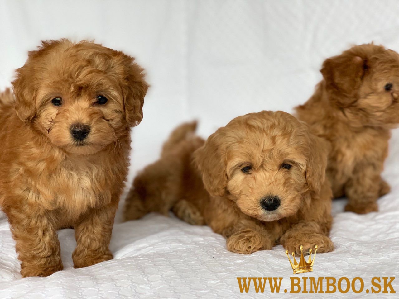 Havanese šteniatka