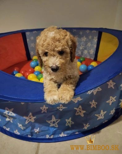 Stunning Small Miniature Goldendoodle Puppies +1(559) 745-5646