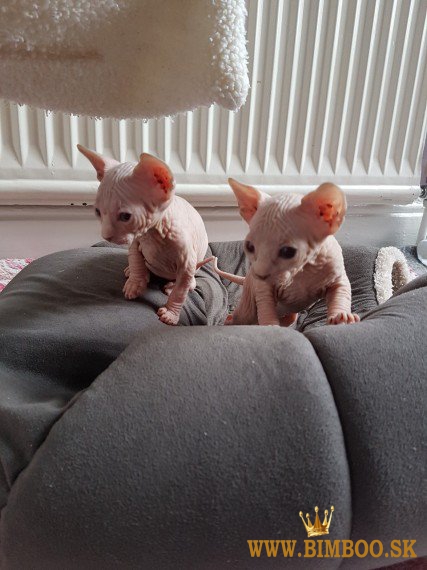 Zdravé mačiatka plemena Sphynx, samce a samice, hľadajú nové domovy. WhatsApp nás: +447490124950