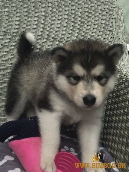 šteniatok Syberian Husky  whatsapp +386 69897613