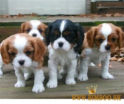 Šteniatka Cavalier King Charles Spaniel