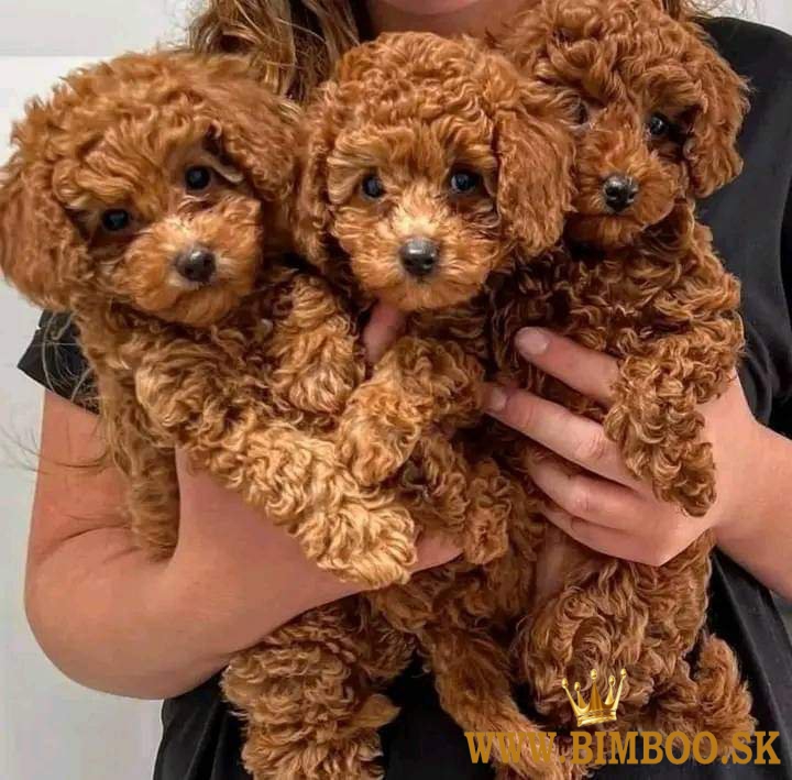 Pudel toy/trpaslici s pp 