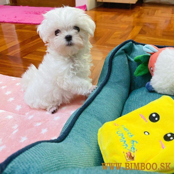 Maltezák šteniatka,