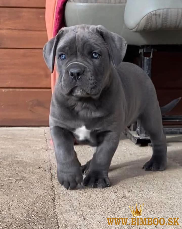 Cane corso šteniatka s rodokmeňom FCI