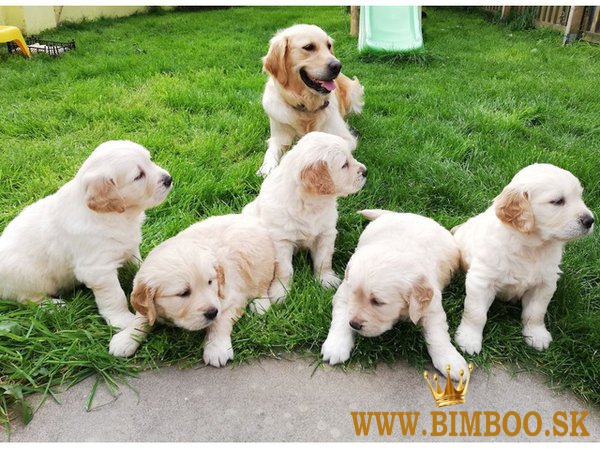 Šteniatka zlatého retrievera