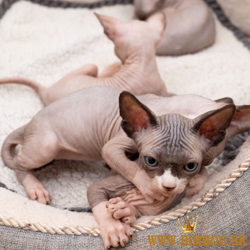 Krásne mačiatka Sphynx