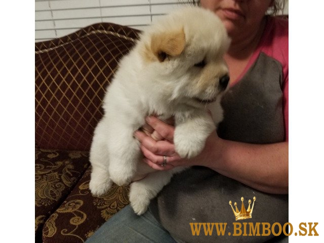 Šteniatka Chow Chow