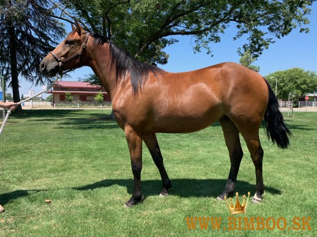 American quarter horses