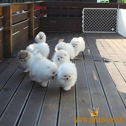 Predám šteniatka pomeraniana