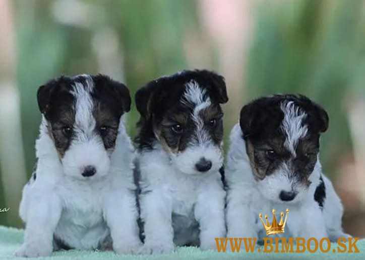 Šteniatka foxteriéra