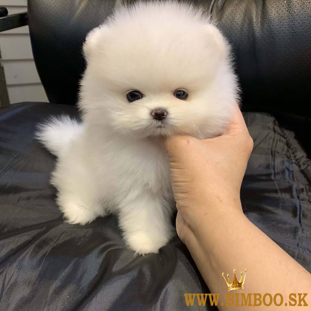 Dobre vyškolení pomeraniani  whatsapp +386 69897613
