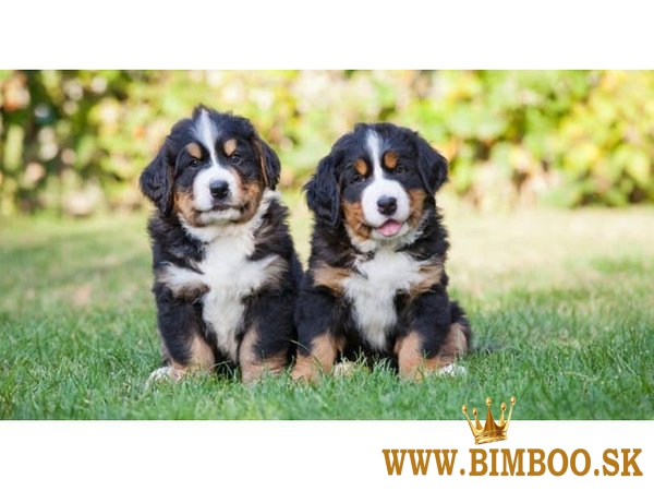 Bernské salašnícke šteniatka registrované,