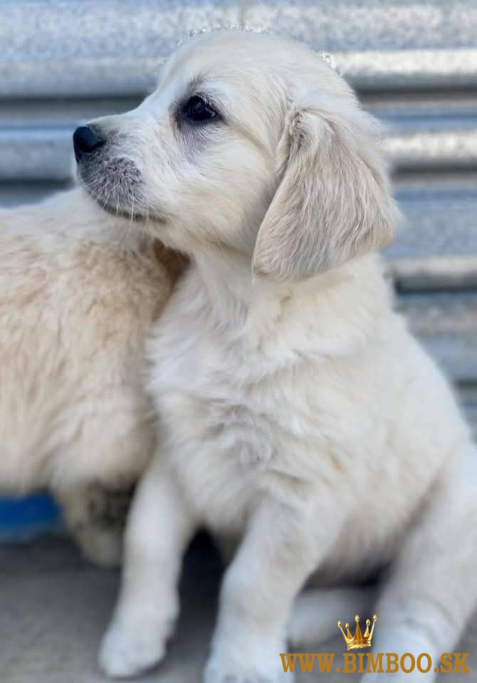 Zlatý retriever/ Golden retriever