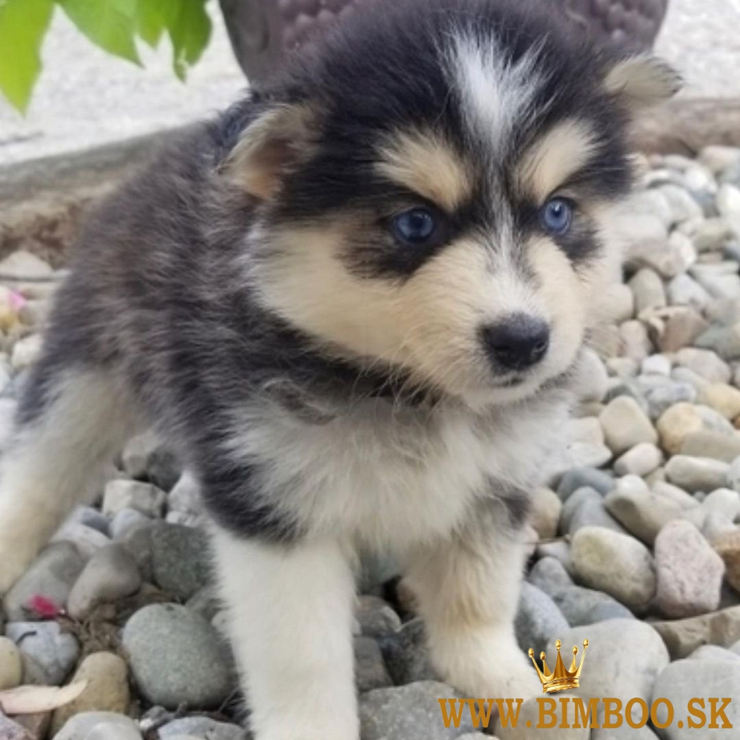 Krásne šteniatka pomsky pripravené na adopciu..
