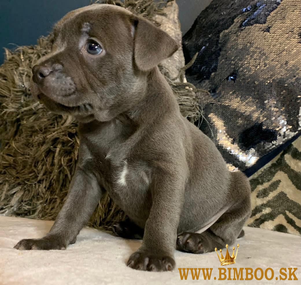 Šteniatka stafordšírskeho teriéra